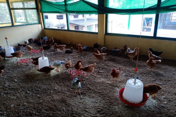 Rejuvenation of District Poultry Farm, Japjapkuchi, Nalbari is going on and started production of hatchable eggs and chicks after a long gap of 7 years.