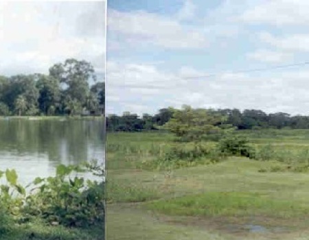 MigratoryBird and Pond