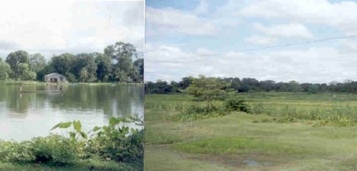 MigratoryBird and Pond